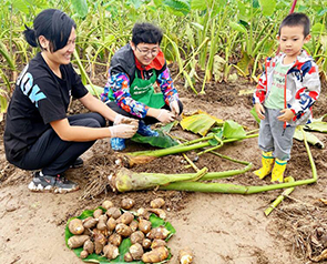 供应  纯然北京本地种植芋头